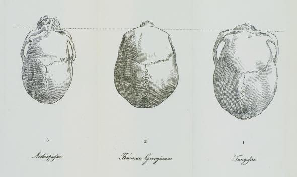 Skulls comparison