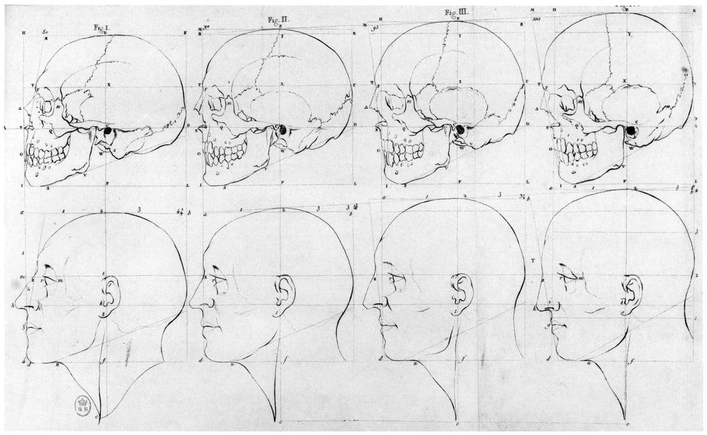 Skull shape sketches